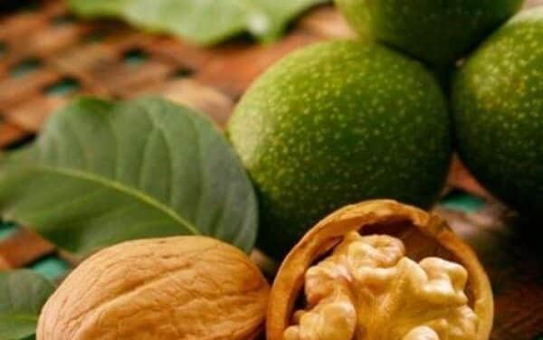 Diótermesztési szakmai nap lesz Lengyeltótiban