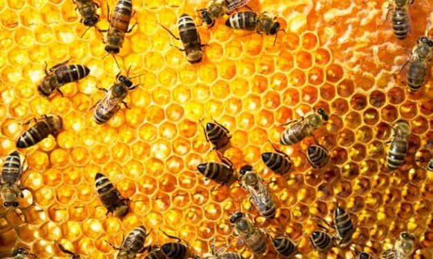 A méhek mintegy negyede hullott el Békésben a télen