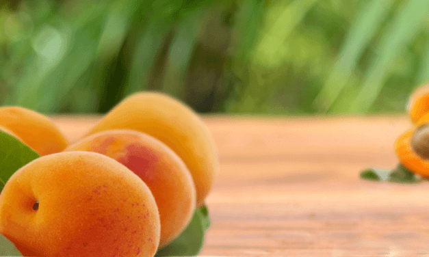 A nemzetközi gyümölcsnemesítési trendekről is szó esett a tordasi kajszi fajtabemutatón