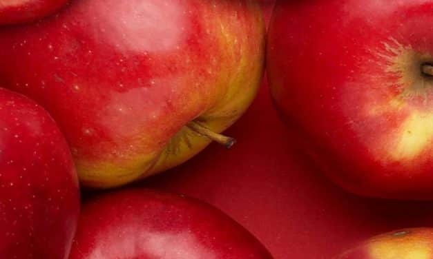 Szakmai megbeszélés: almatermesztéssel és a nemzetközi piaci helyzettel kapcsolatban