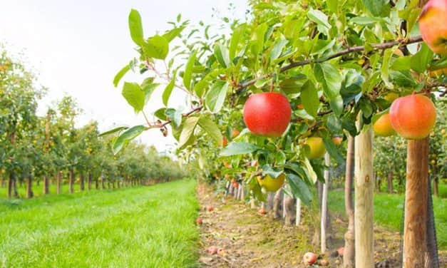Környezet- és költségkímélő almatermesztés