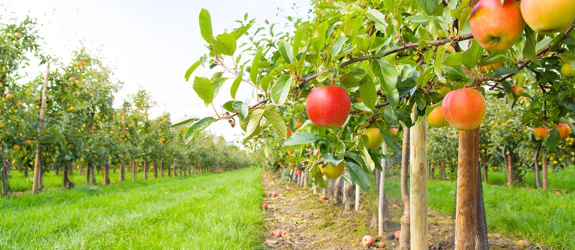 Környezet- és költségkímélő almatermesztés