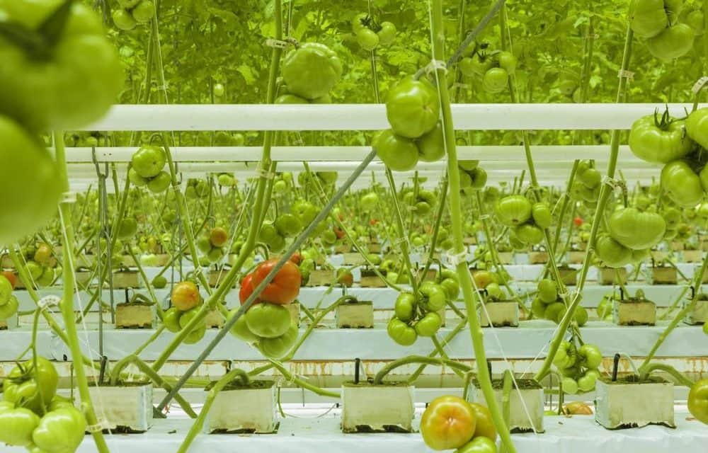 AM: Szentesen a jövő kertészete épül 