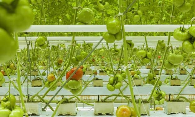 AM: Szentesen a jövő kertészete épül 