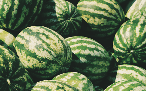 Nyári diákmunka program