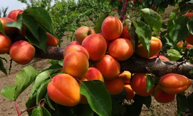 Tordasi kajszi fajtabemutató