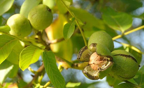 Diófesztivál Lengyeltóti 2018