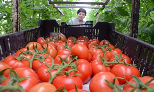 Meghívó ipari paradicsom fajtabemutatóra