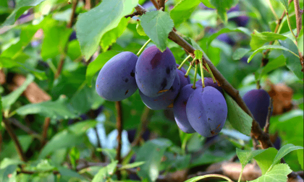 Szilva tanácskozás és fajtabemutató Cegléden – 2018