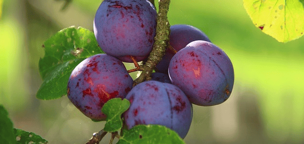 A SZILVA POST-HARVEST TECHNOLÓGIÁJÁNAK KIEGÉSZÍTÉSE SMARTFRESH PROTABS HASZNÁLATÁVAL