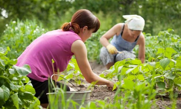 “Aktuális problémák és megoldások a kertészeti ágazatban” konferencia – Debrecen