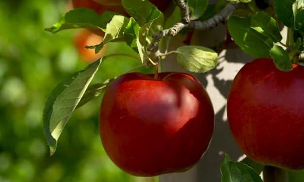 December 31-ig lehet elvégezni a gyümölcsültetvény-bejelentést