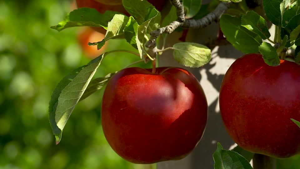 December 31-ig lehet elvégezni a gyümölcsültetvény-bejelentést