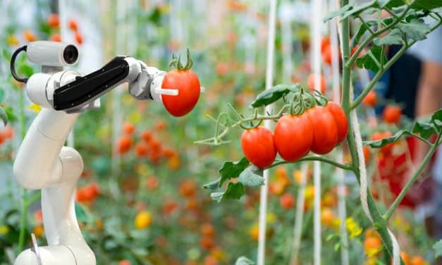 Folyamatosan zajlanak a kutatások a kertészeti robotokkal kapcsolatban