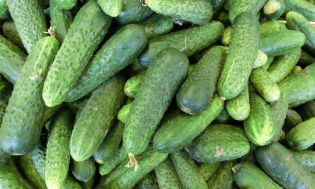 Eltűnhet a konzervuborka