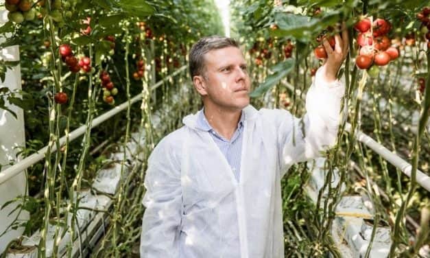 Most eldől, hogy mennyit ér a magyaroknak a hazai paradicsom!