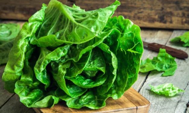 Ezt kell tudni a fejes saláta hajtatásáról