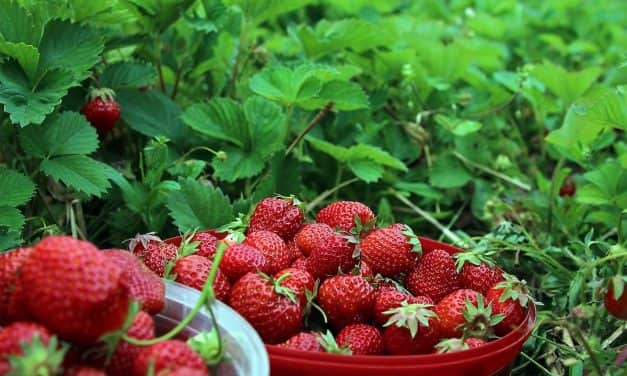 Szamóca Szakmai Nap