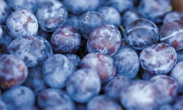 Januári felkészítés, Profiktól Profiknak