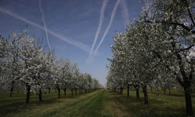 Mennyi az annyi? – A hazai gyümölcstermő területek valójában