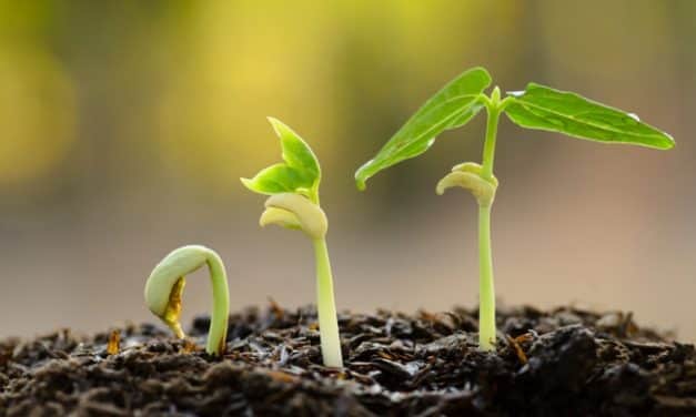 Fókuszban a növénynemesítés!