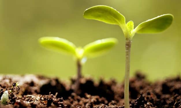 Tavaly a növényvédelmi gondok többsége leküzdhető volt, mi lesz idén?