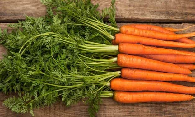 Szükséghelyzeti felhasználási engedélyek kapor, petrezselyem és sárgarépa kultúrákban