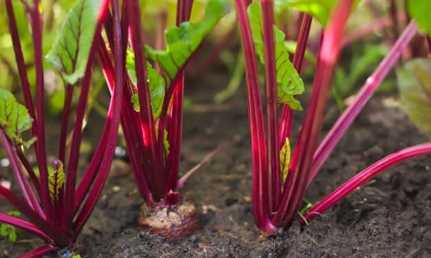 Szükséghelyzeti felhasználási engedélyek cékla, pasztinák, petrezselyem és sárgarépa kultúrákban