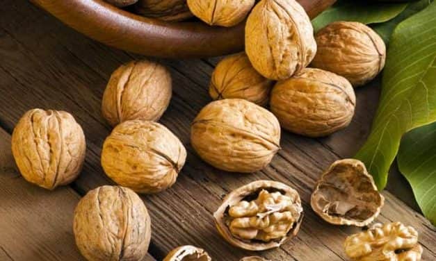 Profiktól Profiknak Dió Szakmai Nap