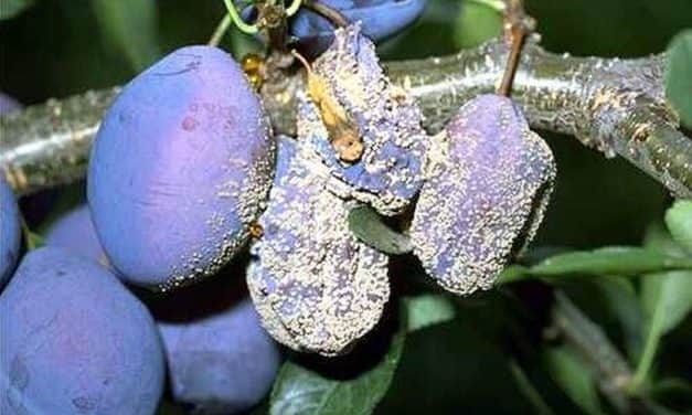 A szigorodó növényvédőszer-engedélyezés miatt egyre nagyobb a növényvédelmi beavatkozások szerepe