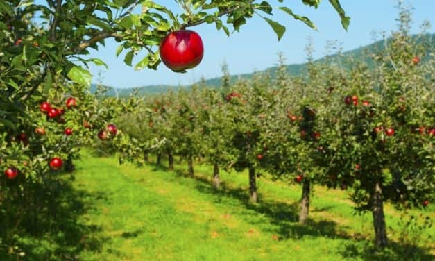 Gyümölcsöseink növényvédelme – Fogyatkozó hatóanyagok vs. jövőbeni lehetőségek