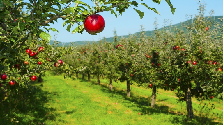 Gyümölcsöseink növényvédelme – Fogyatkozó hatóanyagok vs. jövőbeni lehetőségek