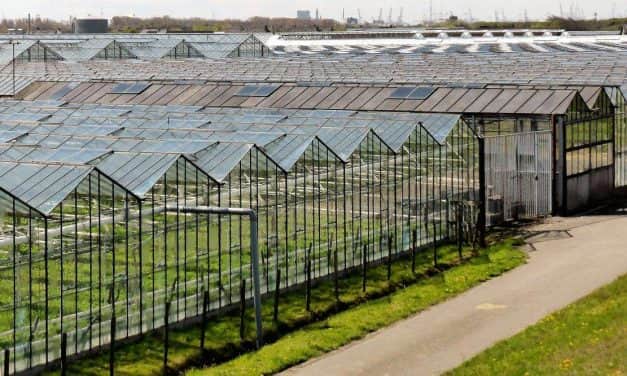 A FruitVeB Magyar Zöldség-Gyümölcs Szakmaközi Szervezet és Terméktanács nyilatkozata a FAKT AG kertészeti beruházásával kapcsolatos hírekről