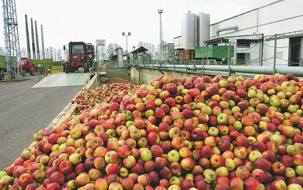 Léüzemekben végzi az étkezési alma