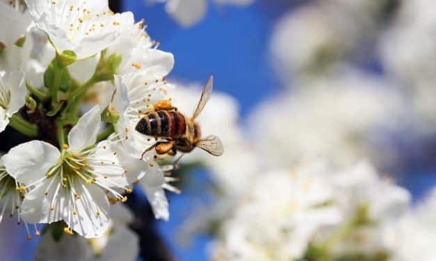 Kötelező, de jól felfogott érdekünk is a beporzó rovarok védelme