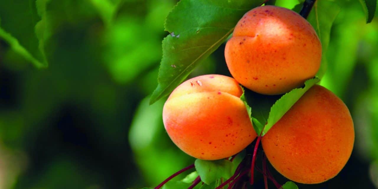 Kevesebb hatóanyag, új károsítók – a gyümölcsösök növényvédelmének időszerű kérdései