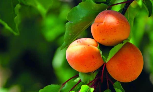 Kevesebb hatóanyag, új károsítók – a gyümölcsösök növényvédelmének időszerű kérdései