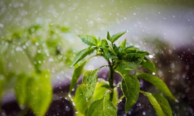 Kedvező volt a hétvégi csapadék