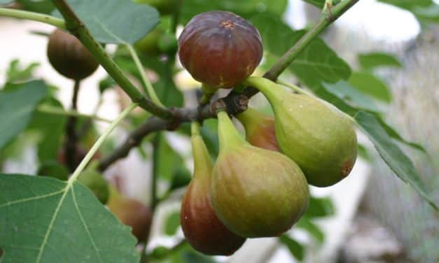 Április 9-étől nyújthatók be az egységes támogatási kérelmek