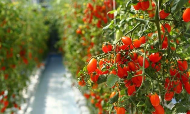 Eredményes volt a szaktárca és a FruitVeB egyeztetése  a hazai hajtatókertészet fejlesztéséről