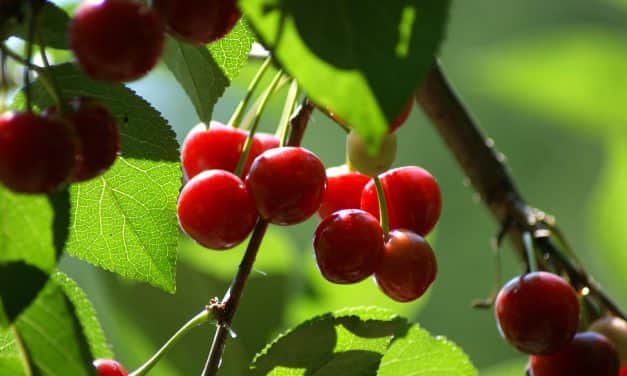 Az alma- és meggytermelők pozícióját erősíti a felvásárlás kötelező szerződésbe foglalása