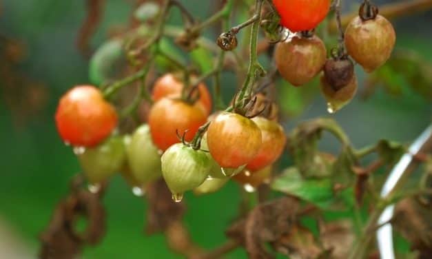 Elkerülhető a paradicsomvész