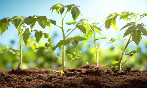 A kertészeti ágazat a magyar mezőgazdaság meghatározó területe