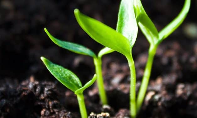 Új növény-egészségügyi szabályozás lép életbe év végén az Európai Unióban