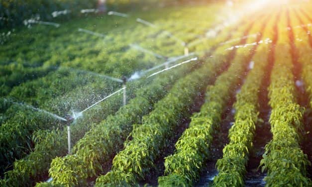 A FruitVeB Magyar Zöldség-Gyümölcs Szakmaközi Szervezet és Terméktanács kérelmezésére a Minisztérium az idei évben meghosszabbította az öntözési igényt