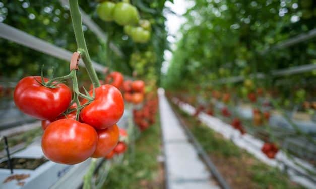 Szükséghelyzeti felhasználási engedély hajtatott paradicsom kultúrában