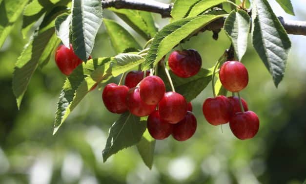 Kevesebb cseresznye terem idén, így drágább is lesz, mint tavaly