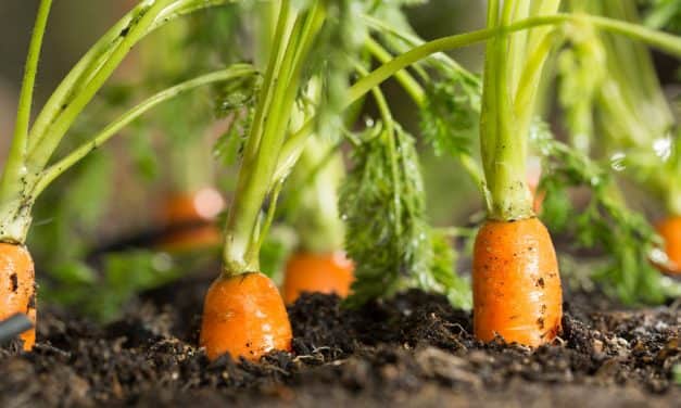 A gyökérzöldségek termesztéséhez ideális az éghajlatunk, alkalmasak a talajaink is