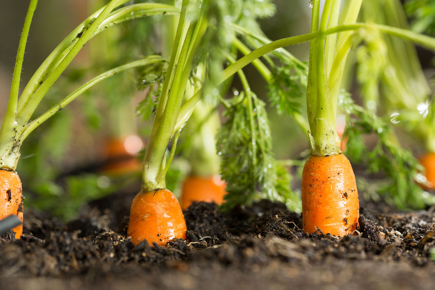 A gyökérzöldségek termesztéséhez ideális az éghajlatunk, alkalmasak a talajaink is