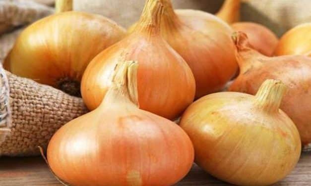 Szükséghelyzeti felhasználási engedélyek tavaszi és őszi vetésű vöröshagyma és dughagyma kultúrában